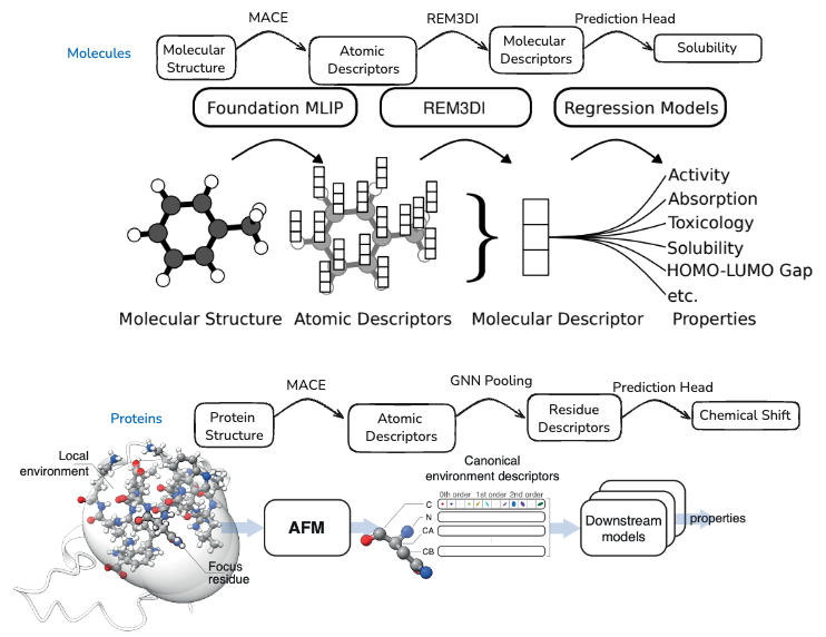 Molecular and protein embeddings from MACE